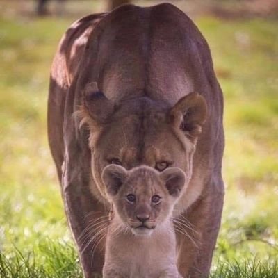 ggmmww1212's profile picture. ‏وإنّي لأرجو الله حتى كأنّما 
أرى بجميل الظنّ ما الله صانعُ