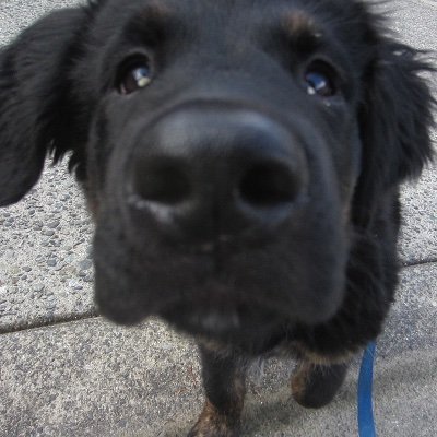 Stopping cheeky, naughty (but awesome) dogs from ruining your life, every single day.
#whoyougonnacall #surreydogtrainer