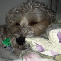 Hot!Cha!Cha! (@laurieck1) 's Twitter Profile