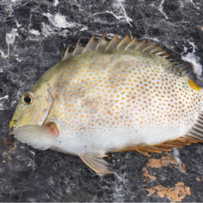 of0cppiaFZGj5Yv's profile picture. 前のアカウント使ってないのでここにフォローして下さい‼︎ 牛🐃                               今年、成人しました！打ち込みフカセしてます！よろしくお願いします🥺