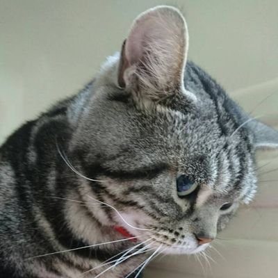 38uoWb9r8KQiQfA's profile picture. 鎧伝に再びはまってしまった。信将さまより２日だけ年上。毒魔将の出身地に生息。某アイドルから某アニメ、マンガにはまるおばちゃんです。１押しは礼将さま。