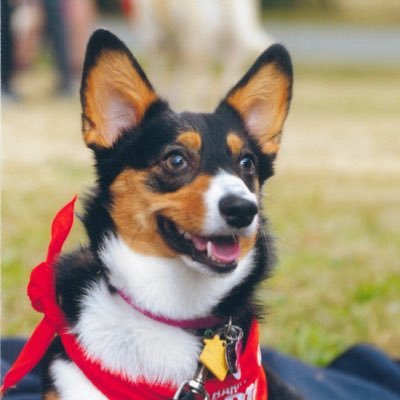 Hi. my name is Abby, Abigail if I’m in trouble. I like playing with my mom’s socks, tummy scratches, and walks. No politics. #CorgiCrew