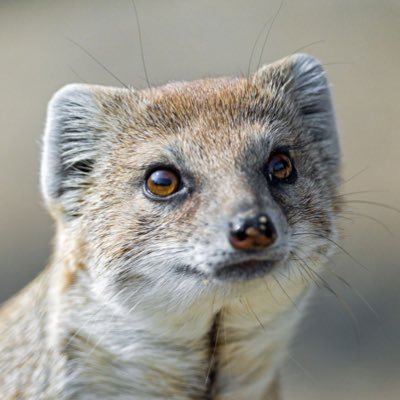 geflove's profile picture. the OFFICIAL unofficial #gefthemongoose fanpage 🇮🇲 Owners: Jake (he/blip/🖍/bzzt) ☎️ clover (ze/zim) 🌈