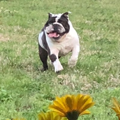 Bellagal7's profile picture. God 🙌🏼, Family ♥️, Country 🇺🇸, and Bulldogs 🐾. TRUTH: @bellagal #Vilomah