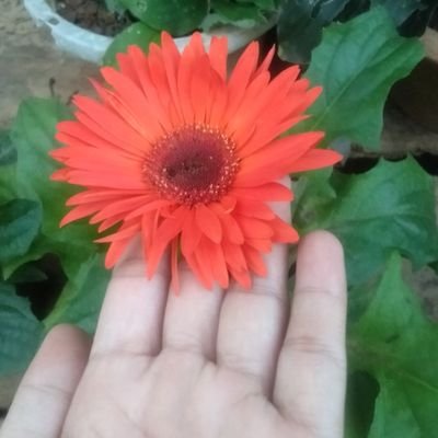 Pendosa yang sentiasa perlukan bimbingan