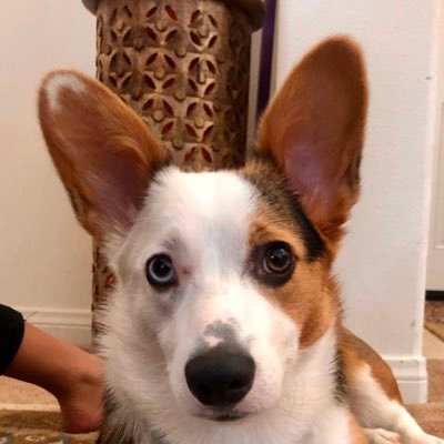 BowCorgi's profile picture. Fun loving sassy pants corgi