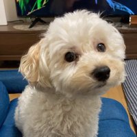 レンくん🐾ママ (@hvazdpw3gscxddk) 's Twitter Profile
