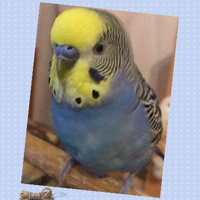 sondream2's profile picture. 日経225先物ミニ/マイクロ取引しています！ デイトレ〜スイング取引しています。50代