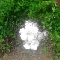 ihsun ihsun (@ihsuni) 's Twitter Profile