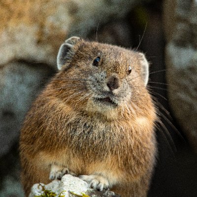 Wildlife, landscape, and astro photographer.
Conservationism through art and science.
One with the pikas.
Meep meep