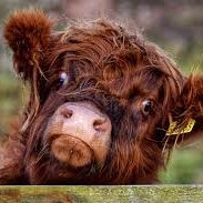 CalserSam's profile picture. Born reseller - making it to the top - ill see ya up there!