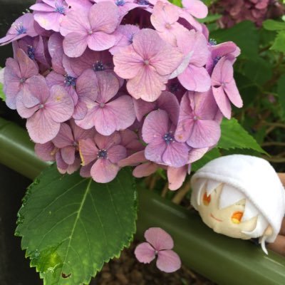 Azuさんのプロフィール画像