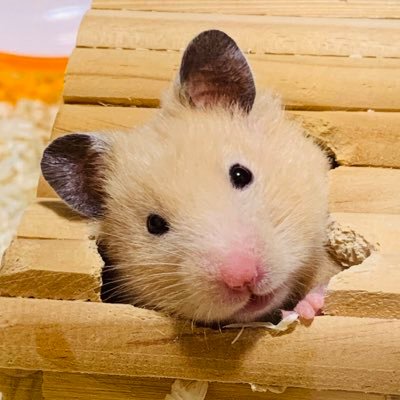 あいとらいとさんのプロフィール画像