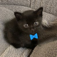 まゆみ💕黒猫たる君🐈‍⬛🐾(@ma8ra4ri2) 's Twitter Profile Photo
