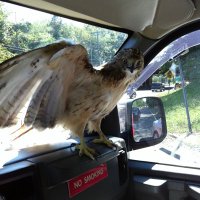 DWF (@dwf64622279) 's Twitter Profile