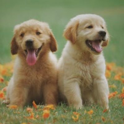 Oprague1's profile picture. Christ-follower l Center-right Republican | Non-MAGA | Lawyer l 🚫Porn 🚫DM | Not interested in followers. My incognito acct to speak without retribution