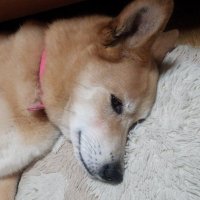 りくり架織🐾caoru ricuri (@caoru_ricuri) Twitter profile photo