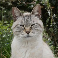 さがら (@amnjk062) 's Twitter Profile