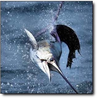 Fishing_SA's profile picture. Crazy about fishing, as I fish whenever time allows for it. I love fishing South African waters and would love to fish the world.