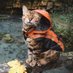 gh0st (@nyanlinsteve) Twitter profile photo gh0st (@nyanlinsteve) Twitter profile photo