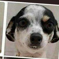 Reine du sud © (@clemanitou) 's Twitter Profile Photo