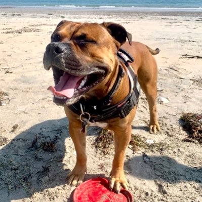 octothorpeobfus's profile picture. *phia so