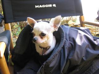 pedrodog_q's profile picture. I'm maggieq's dog ;)