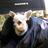 pedrodog_q's profile image
