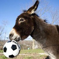 Harry Hoofit (@hoof_it_harry) 's Twitter Profile