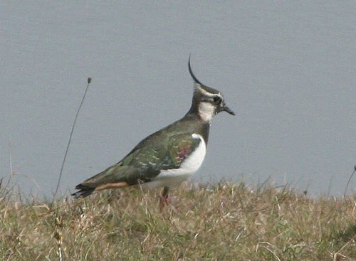 Willemkoops's profile picture. 