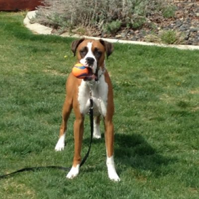 esp1371's profile picture. Lawyer, criminal justice reform advocate, political nerd, dog lover, and proud #uglydog. She/Her. Can also be found as @esp1371 at Mastadon and Bluesky.