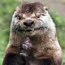 Just a very bad otter