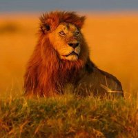 #योगिराज_KRT (@yogirajn900krt) 's Twitter Profile