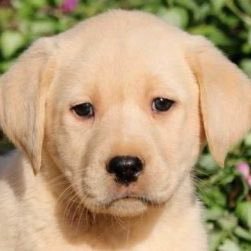 susan2400's profile picture. Welcome to the machine 🇺🇸🇺🇸🇺🇸