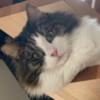 tantris (@emiliamarty) 's Twitter Profile Photo