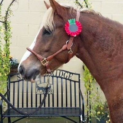 nursegladys76's profile picture. Specialist Nurse, Auricula lover & Northampton Saint's fan, dreams of living in Canada. Views are mine and mine alone!