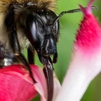 Richard Glassborow (@londonbeeperson) 's Twitter Profile Photo Richard Glassborow (@londonbeeperson) 's Twitter Profile Photo