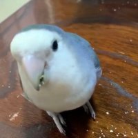 迷子コザクラインコを探しています　大阪市　拡散希望 (@momocoto) 's Twitter Profile Photo