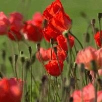 jipm2492's profile picture. R. I. P dad. 7/1/24😭💔.