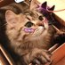 @latache1205