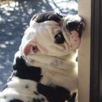 Bullyfambam (@bullyfambam) 's Twitter Profile