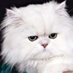 Blofeld's Cat sees all, hears all, keeps mum (@pvcboston) Twitter profile photo Blofeld's Cat sees all, hears all, keeps mum (@pvcboston) Twitter profile photo