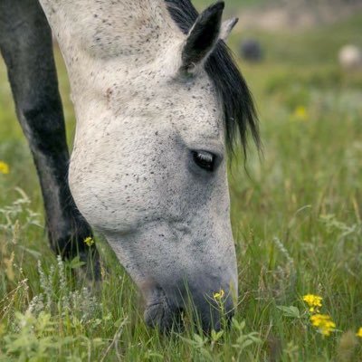 Tracking, documenting, and photographing the Wild Horses of Theodore Roosevelt National Park in North Dakota.