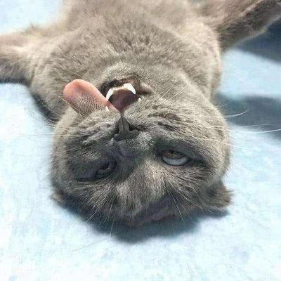 Amoto81176964's profile picture. 185-140   170-96     新手先玩同房不换   气质   瘦      拒胖