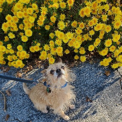 Animal rescue volunteer, Master Gardener, and practical Democrat.