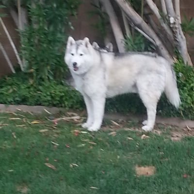 MarkCon38216815's profile picture. Husband, Father, Educator, Proud Veteran, BMXer, Principal, Advocate for Equity and Access - Tweets are my own