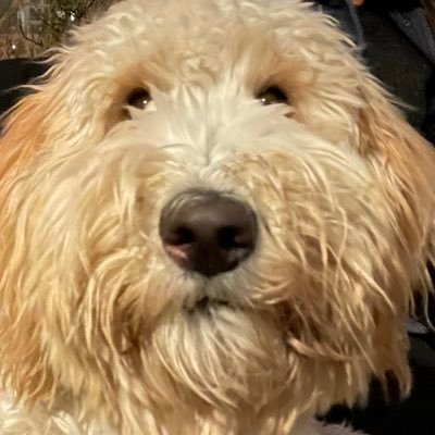 sebascasco22's profile picture. nuts