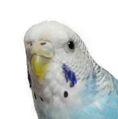 饂飩蠱🐦️鸚哥さんのプロフィール画像