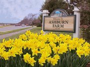 Life in Ashburn Farm, a fabulous Va. suburb full of interesting people & tweets about the things we do. By residents for residents & friends.