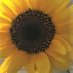 SunflowerQGal-Let the Bell Ring (@letthebellring) Twitter profile photo SunflowerQGal-Let the Bell Ring (@letthebellring) Twitter profile photo